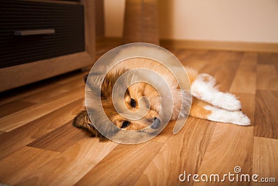 A shetland sheepdog lies on carpet Stock Photo