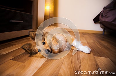 A shetland sheepdog lies on carpet Stock Photo