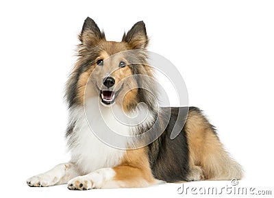 Shetland Sheepdog lying Stock Photo