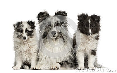 Shetland Sheepdog lying with her puppies Stock Photo