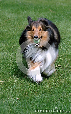 Shetland Sheepdog Retrieving Stock Photo