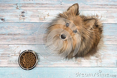 Shetland sheepdog seen from above looking up with full feeding bowl in front of her on a blue wooden floor Stock Photo