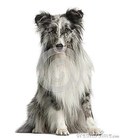 Shetland Sheepdog sitting Stock Photo