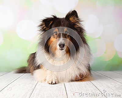 Shetland Sheepdog in Studio Portrait Lying Down Stock Photo