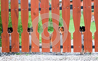 Shetland sheepdogs shelties looks over the wooden fence Stock Photo