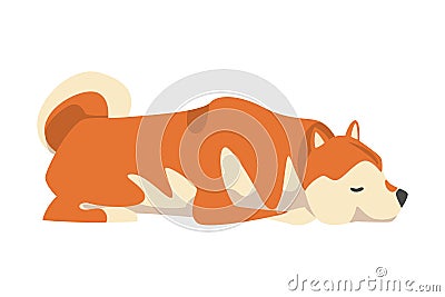 Shiba Inu as Japanese Breed of Hunting Dog with Prick Ears and Curled Tail in Lying Pose Vector Illustration Vector Illustration