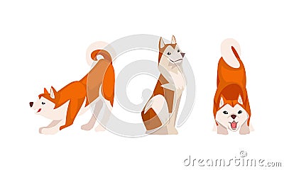 Shiba Inu as Japanese Breed of Hunting Dog with Prick Ears and Curled Tail in Sitting Pose Vector Set Vector Illustration