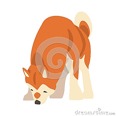 Shiba Inu as Japanese Breed of Hunting Dog with Prick Ears and Curled Tail Sniffing Something Vector Illustration Vector Illustration