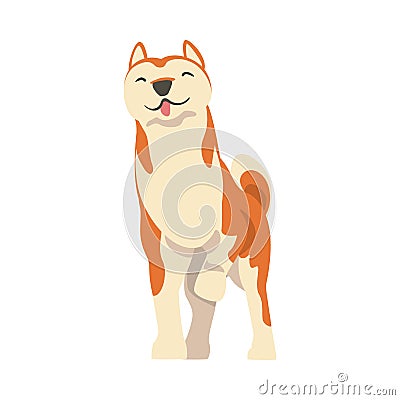 Shiba Inu as Japanese Breed of Hunting Dog with Prick Ears and Curled Tail in Standing Pose Vector Illustration Vector Illustration