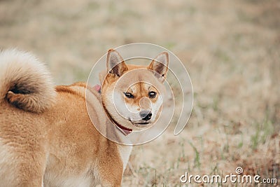Shiba inu on the background of dry grass. Stock Photo