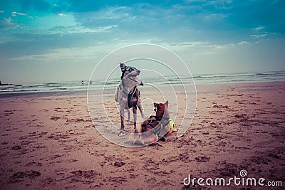 Shiba inu and border collie / carea leones puppy dog with tongue out on the beach with a ball and the blue of the landscape sea Stock Photo