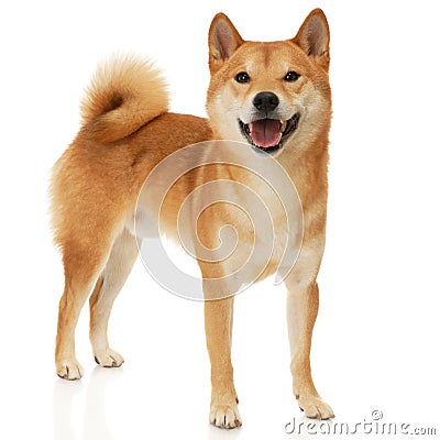 Shiba Inu dog Stock Photo