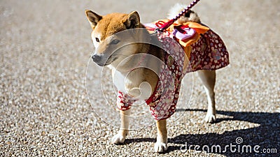 Shiba Inu dog with Japanese yukata costume Stock Photo