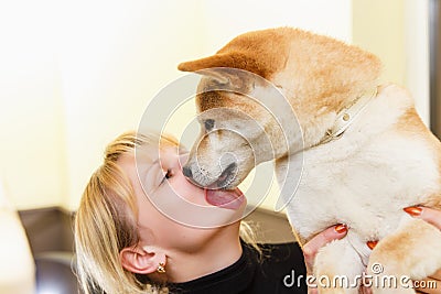 Shiba inu dog licks his owner face. Stock Photo