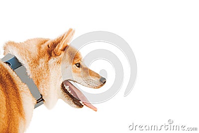 Shiba Inu dog on a white background, isolate Stock Photo