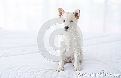 Shiba Inu dog white color Or Hokkaido Inu dog looking camera on the bed in the bedroom Stock Photo