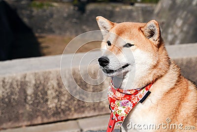 Shiba Inu; Japanese dog, portraiture Stock Photo