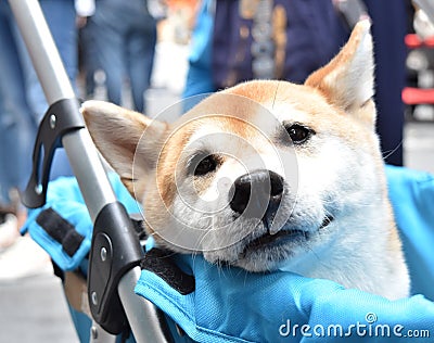 Shiba Inu Japanese dog is sitting in baby carriage, smiling softly Stock Photo