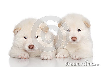 Shiba inu puppies Stock Photo