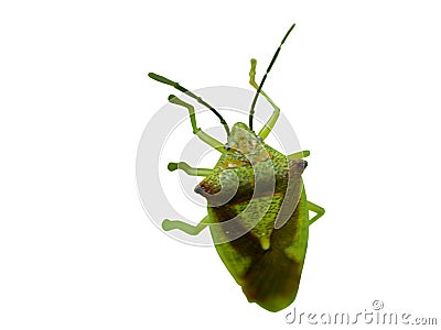 Shield bug on leaf macro front view isolated Stock Photo