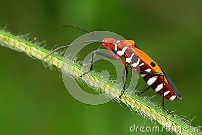 Bug on grass Stock Photo