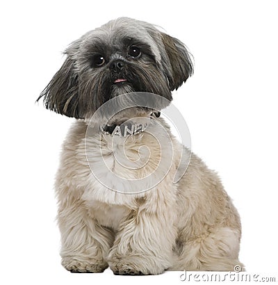 Shih Tzu, 13 months old Stock Photo