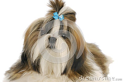 Shih tzu Stock Photo