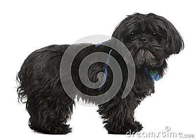 Shih Tzu, 5 years old, standing Stock Photo