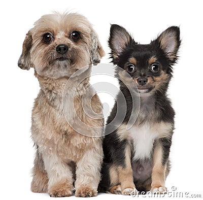 Shih Tzu and Chihuahua Stock Photo