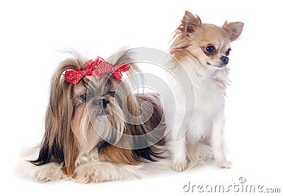 Shih Tzu and chihuahua Stock Photo