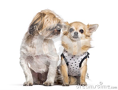 Shih Tzu, Chihuahua sitting in front of white background Stock Photo