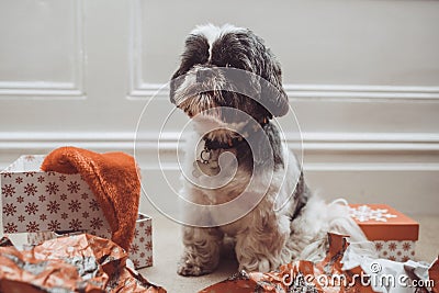 Shih Tzu Dog Amongst Christmas Wrapping Paper Stock Photo