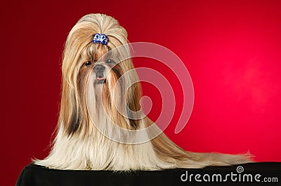 Shih Tzu dog with blue hairpin shot full face Stock Photo