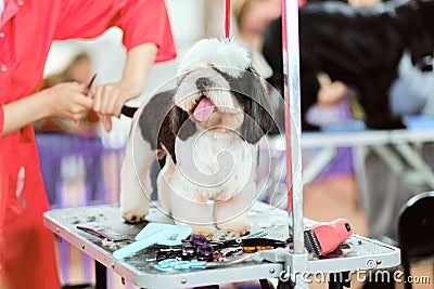 A Shih tzu or shih tzu dog in close-up on a grooming table during grooming Stock Photo