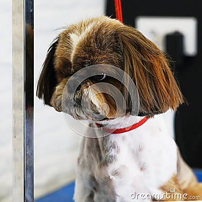 Shih Tzu dog after grooming, close-up portrait Stock Photo