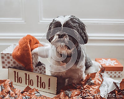 Shih Tzu Dog With Holiday Hohoho Sign Stock Photo