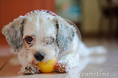 Shih tzu dog playing a ball for pet concept Stock Photo