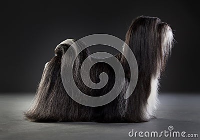 Shih tzu dog Stock Photo