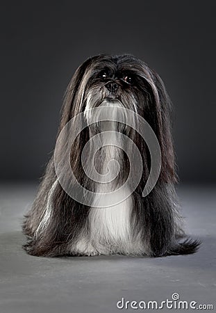 Shih tzu dog Stock Photo