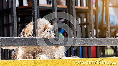 The Shih Tzu dog put the chin on the window, made a sad face and looked Stock Photo