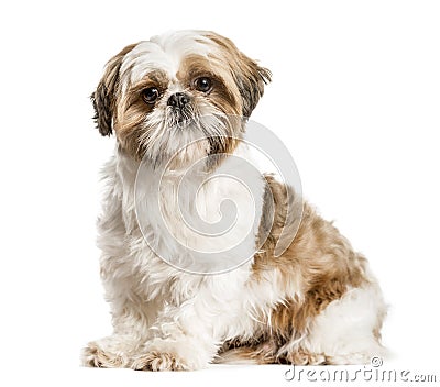 Shih Tzu, dog sitting and looking at the camera, isolated on whi Stock Photo