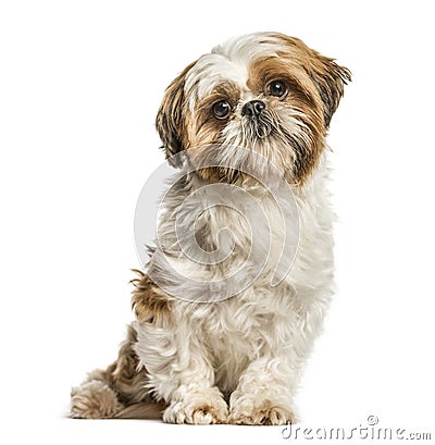 Shih Tzu, dog sitting and looking at the camera, isolated on whi Stock Photo