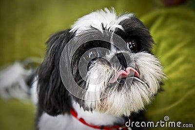 Shih Tzu face Stock Photo