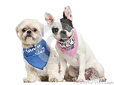 Shih Tzu and French Bulldog puppy wearing bandana sitting together, isolated on white Stock Photo
