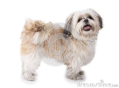 Shih tzu, 8 months old, standing Stock Photo