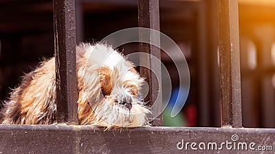 A Shih Tzu dog laying on the ground Stock Photo
