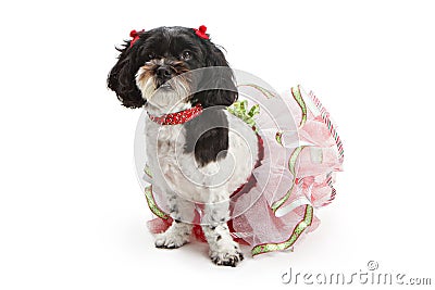 Shih Tzu - Poodle Dog in Christmas Outfit Stock Photo