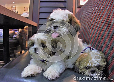 Shih Tzu Puppies Stock Photo