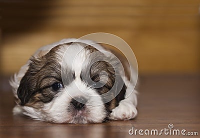 Shih Tzu Puppy Stock Photo