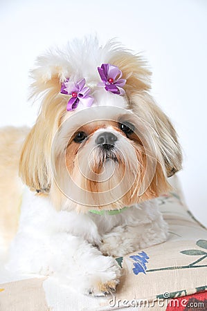 Shih Tzu Puppy Stock Photo